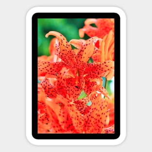 Display of Speckled Orange Tiger Lilies Sticker